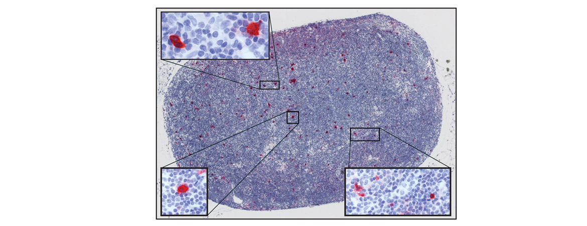Publication image