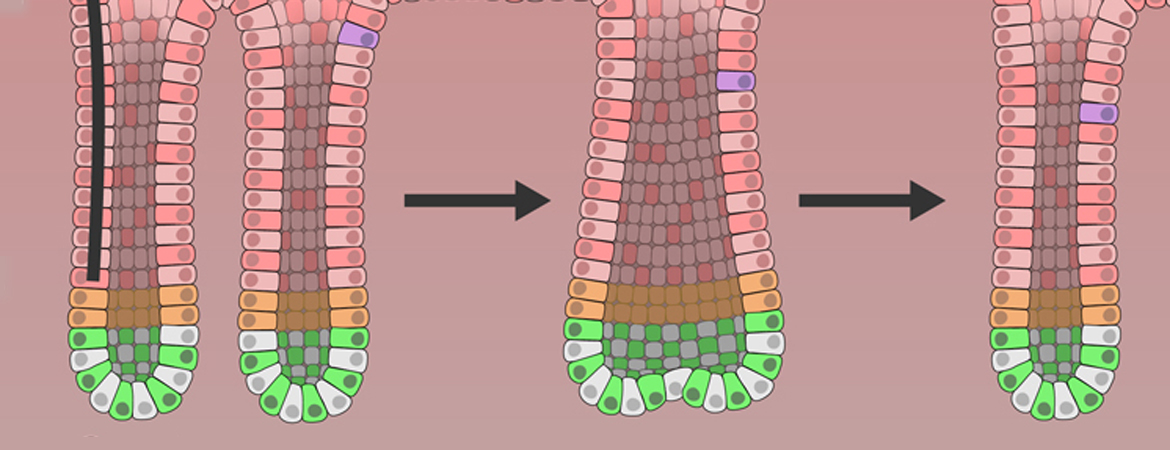 Publication image