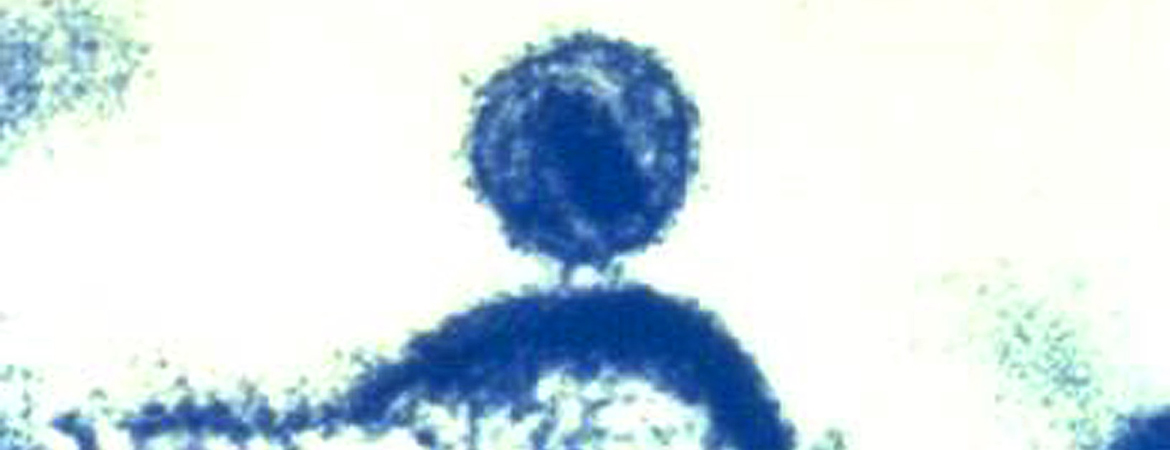 Publication image