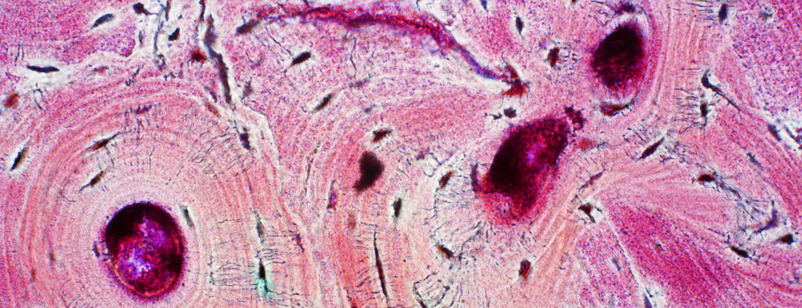 Publication image